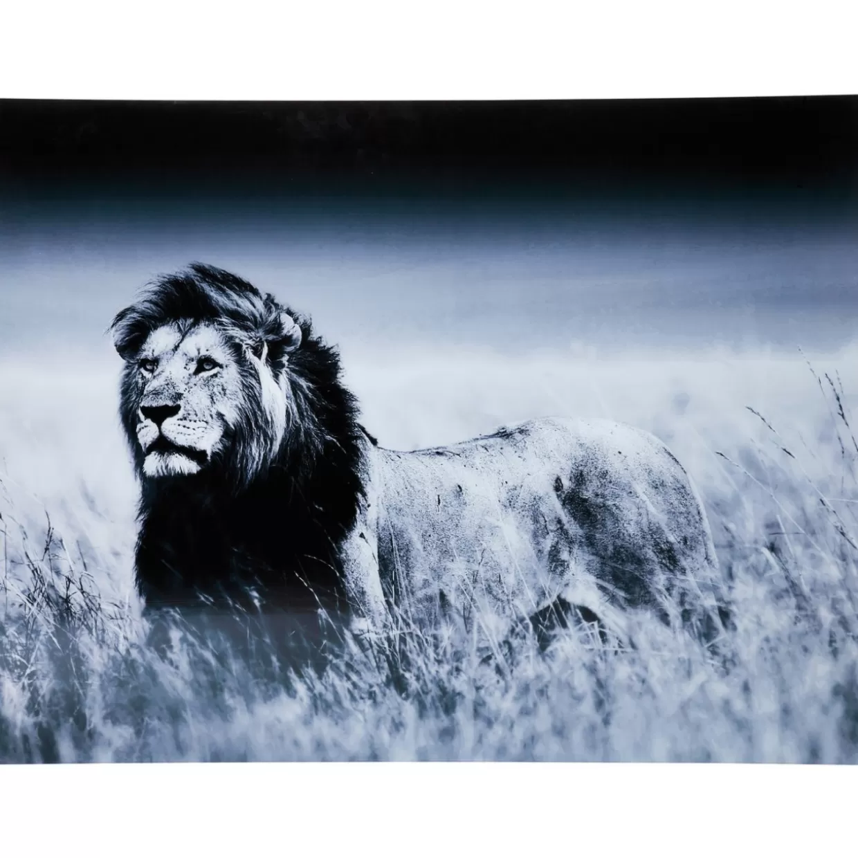 KARE Design Bilder | Bild Glas Lion King Standing 160X120Cm