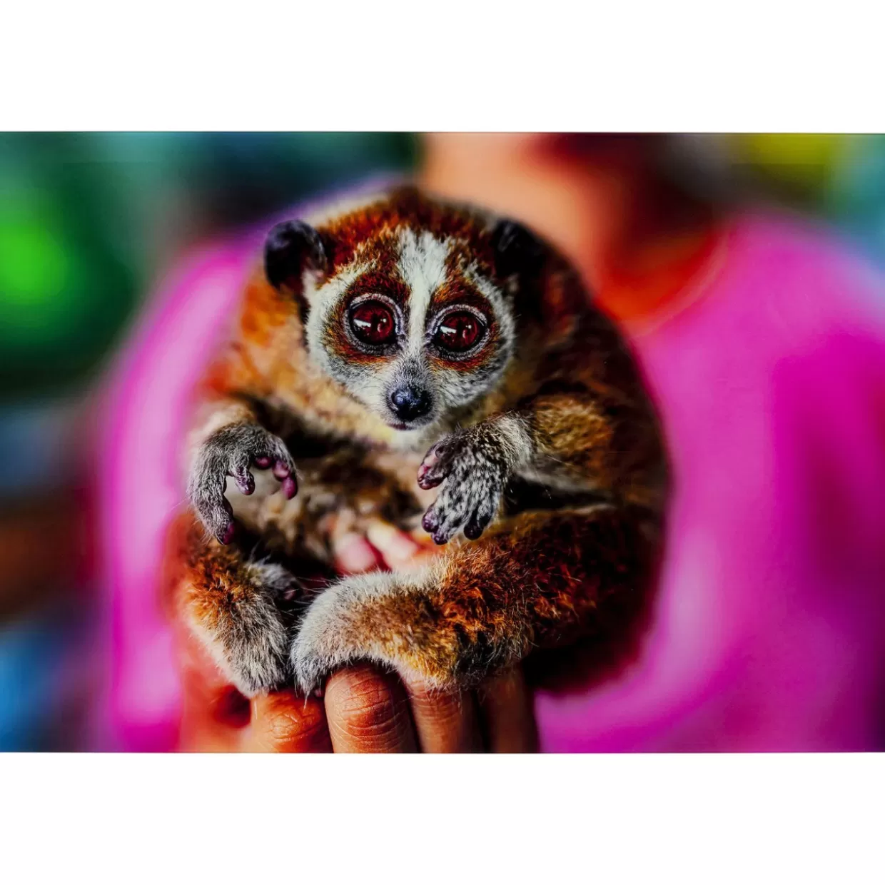 KARE Design Bilder | Bild Glas Slow Loris 80X120
