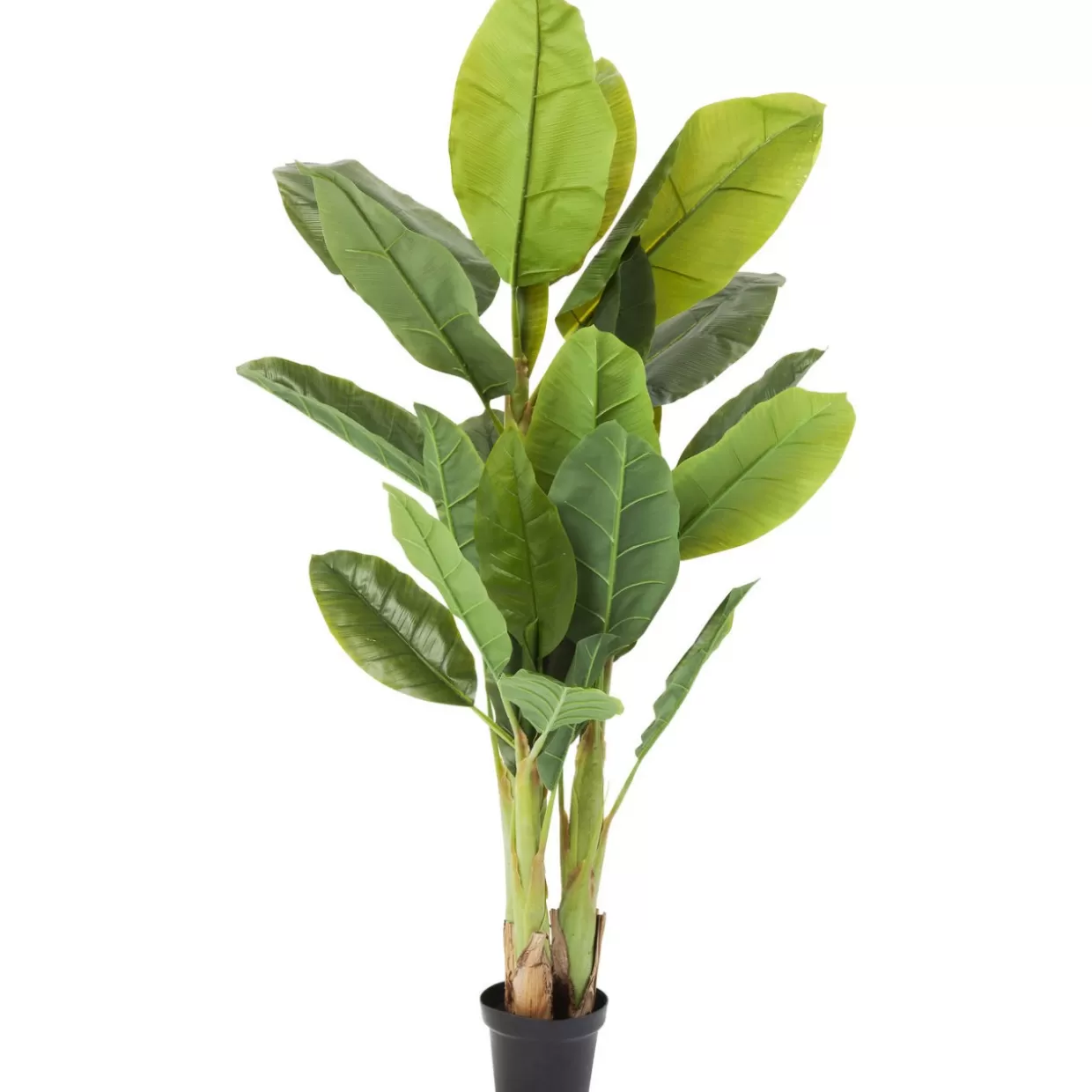 KARE Design Deko & Geschenkartikel | Deko Pflanze Banana Tree 180Cm
