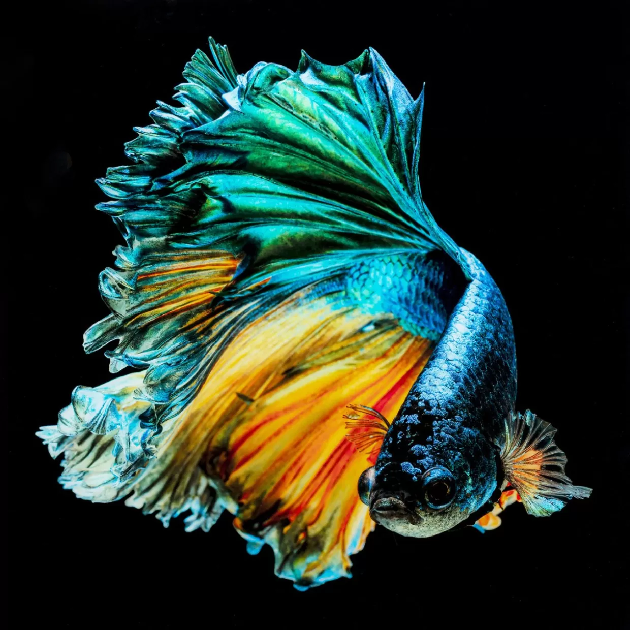 KARE Design Bilder | Glasbild Aqua Queen Fish 100X100Cm