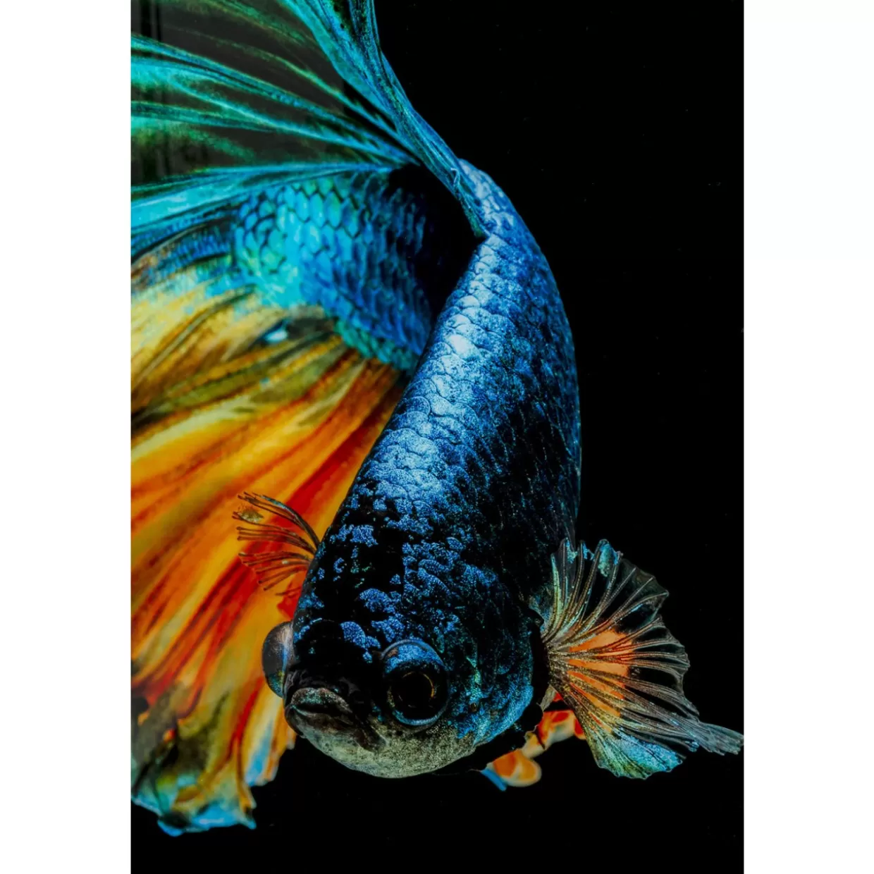 KARE Design Bilder | Glasbild Aqua Queen Fish 100X100Cm