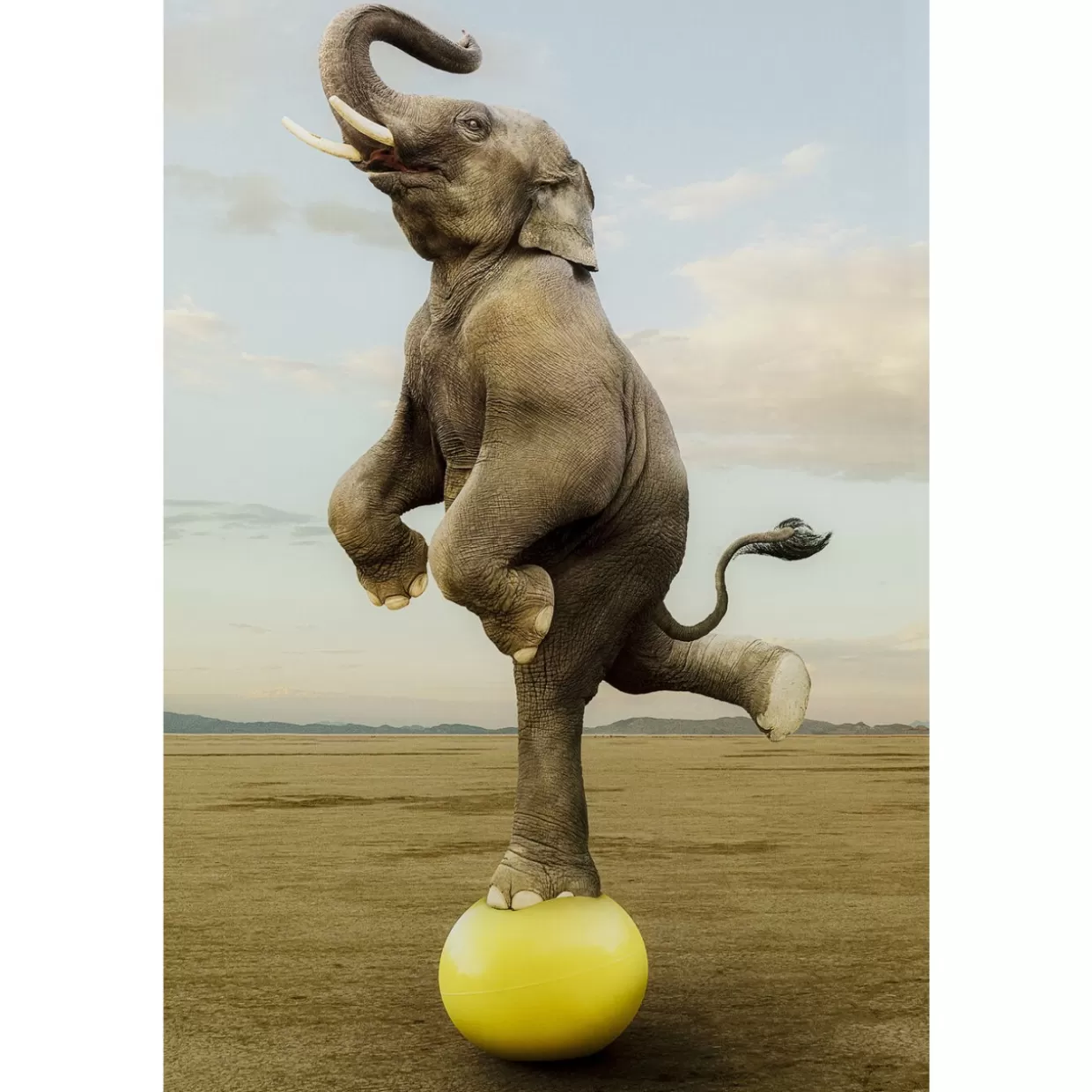 KARE Design Bilder | Glasbild Balance Elephant 150X100Cm