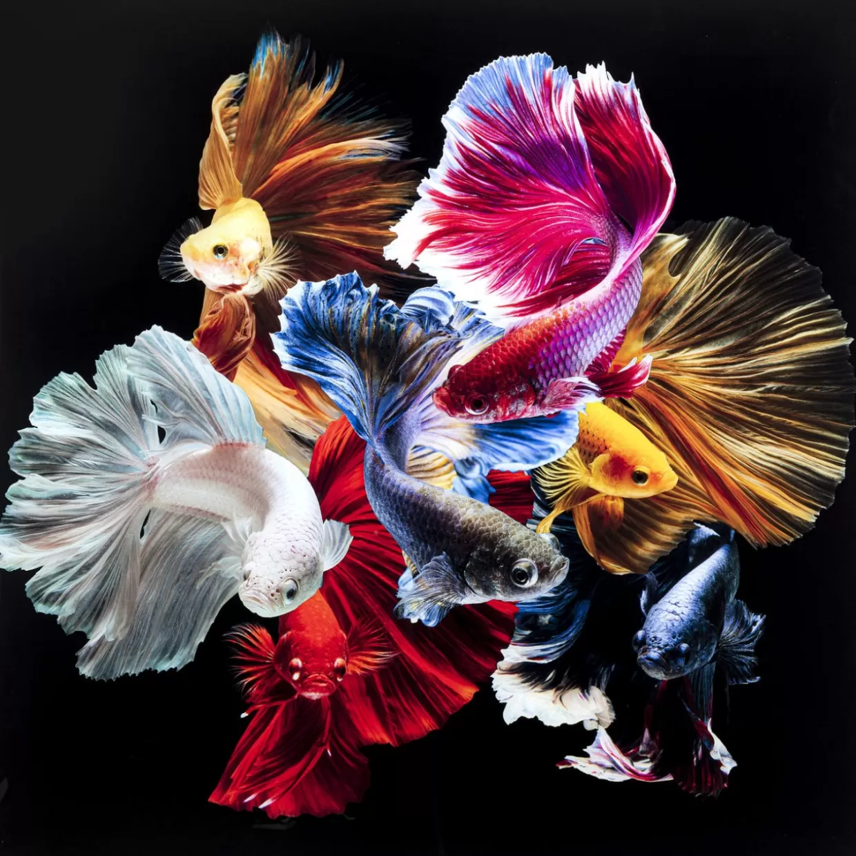 KARE Design Bilder | Glasbild Colorful Swarm Fish 120X120Cm