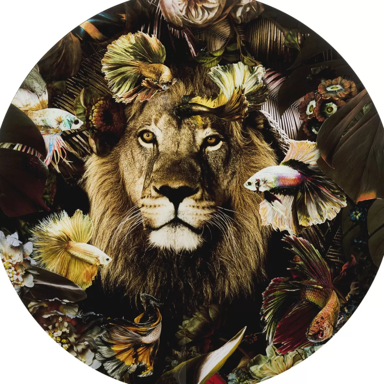 KARE Design Bilder | Glasbild Curious Lion O100Cm