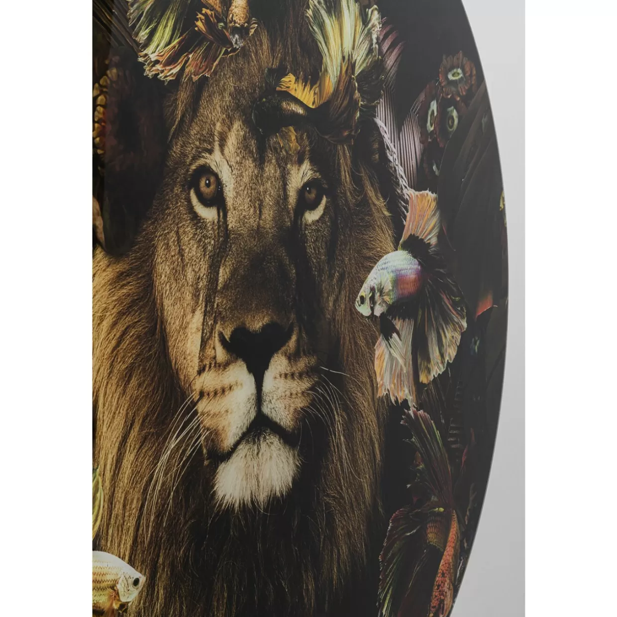 KARE Design Bilder | Glasbild Curious Lion O100Cm