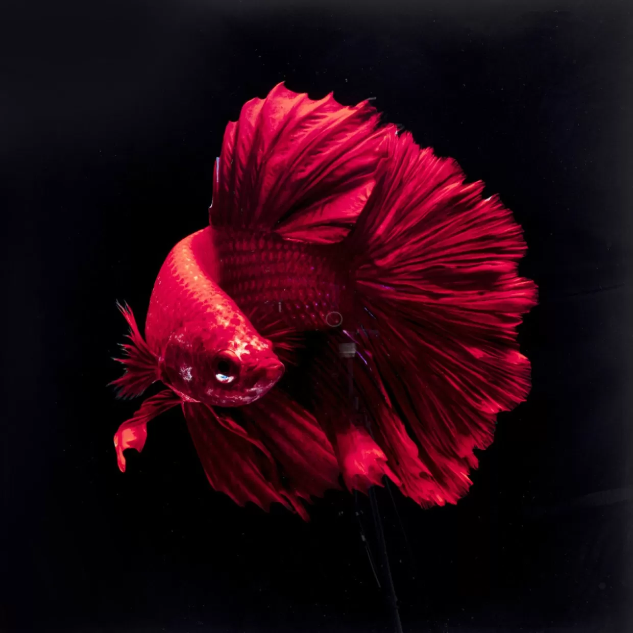 KARE Design Bilder | Glasbild Fire Fish 100X100Cm