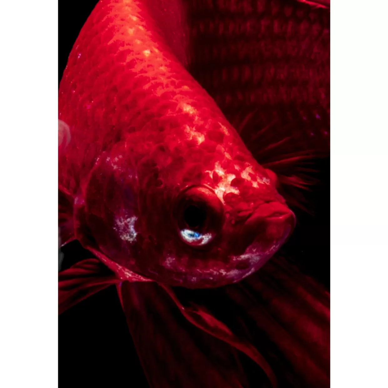 KARE Design Bilder | Glasbild Fire Fish 100X100Cm