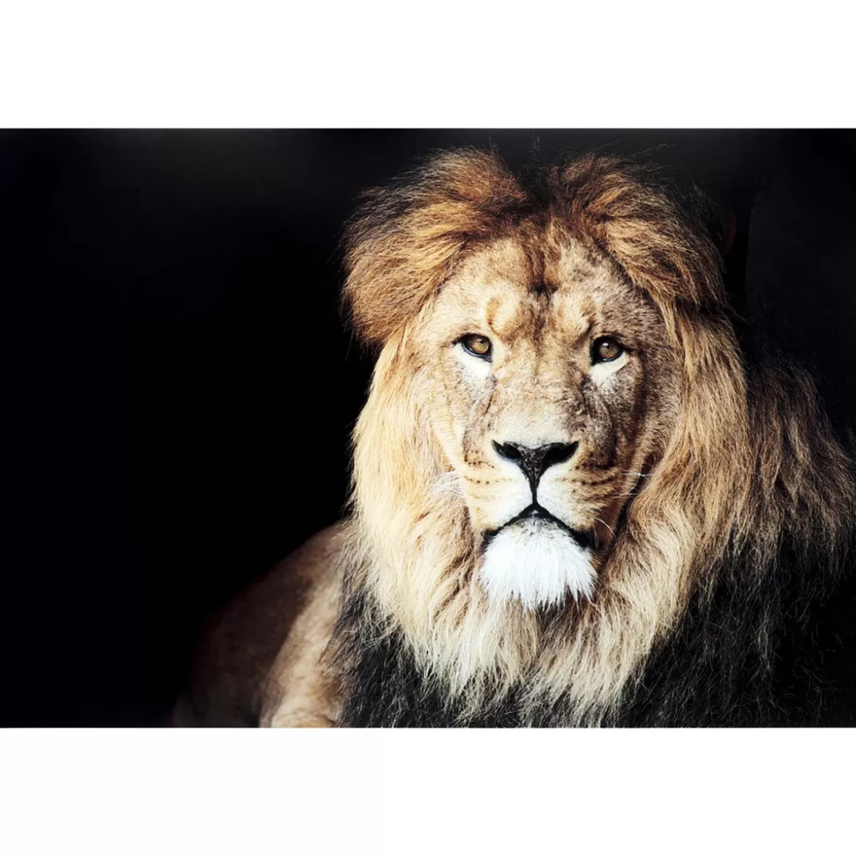 KARE Design Bilder | Glasbild King Of Lion 150X100Cm
