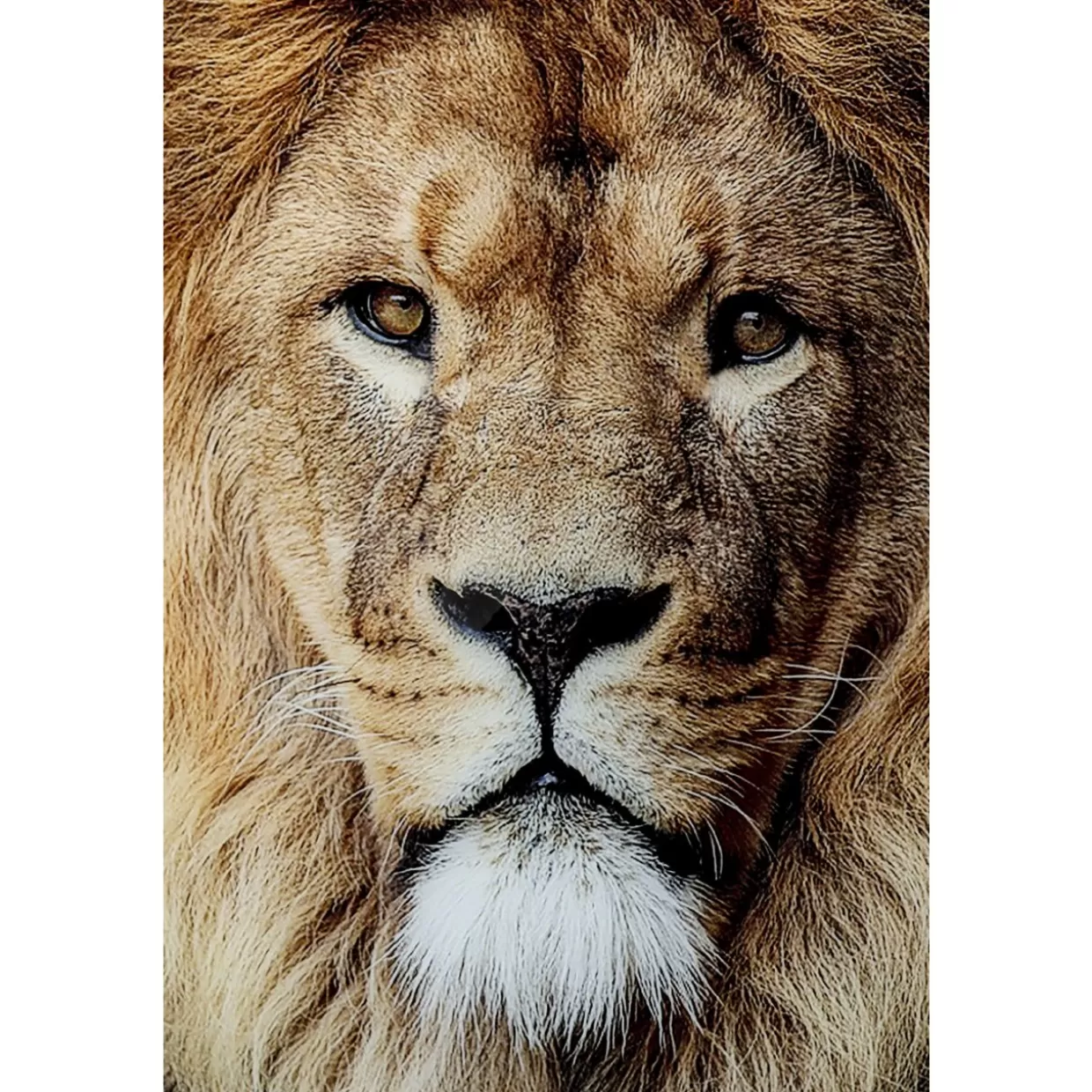 KARE Design Bilder | Glasbild King Of Lion 150X100Cm