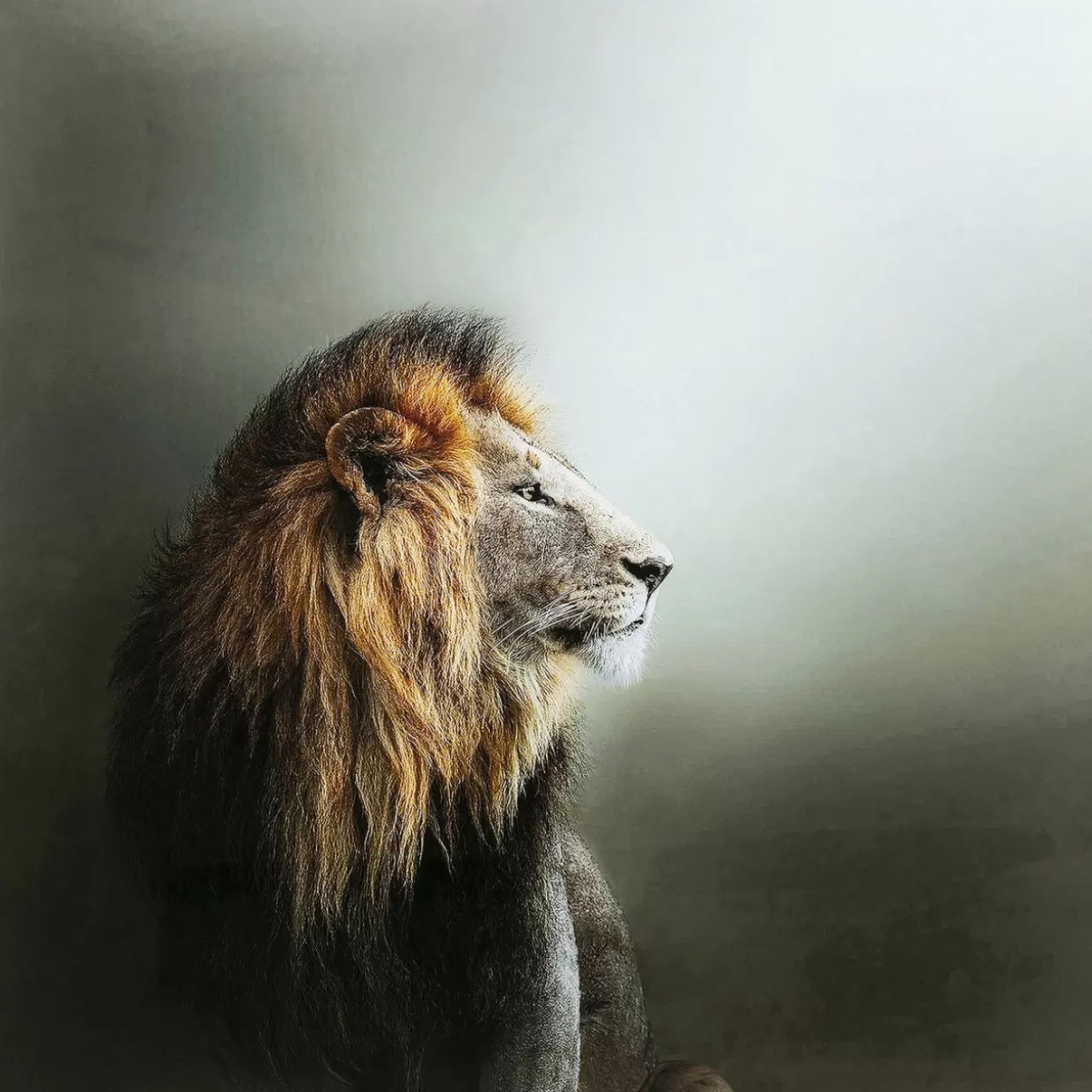 KARE Design Bilder | Glasbild Lion King 100X100Cm