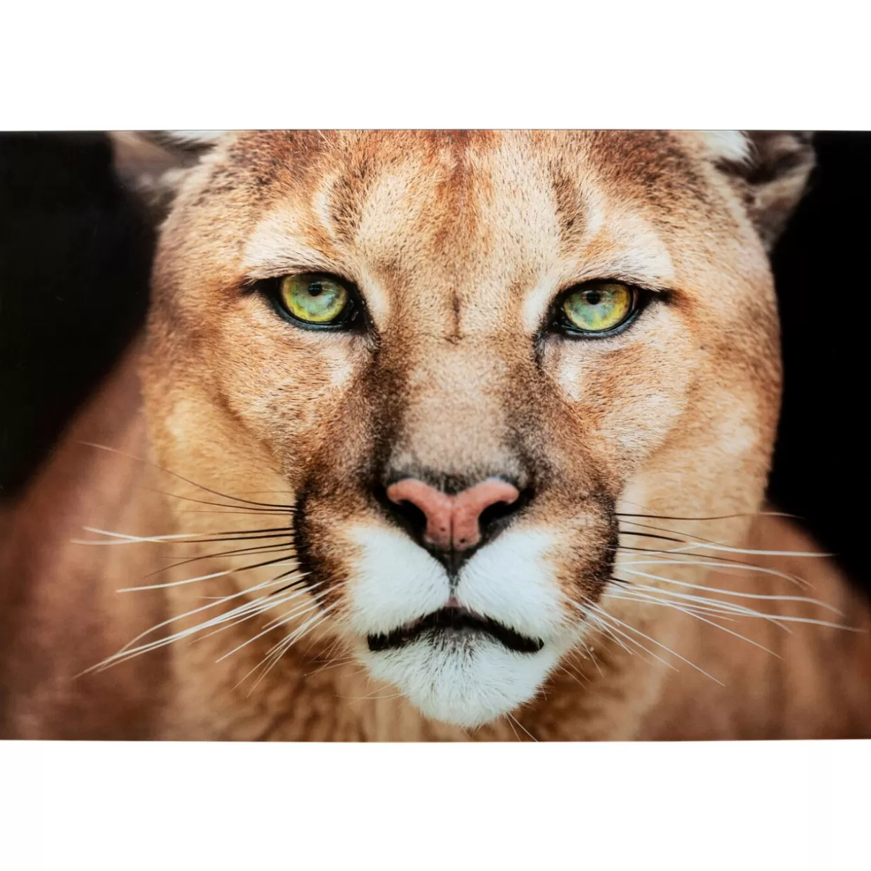 KARE Design Bilder | Glasbild Lioness 150X100Cm