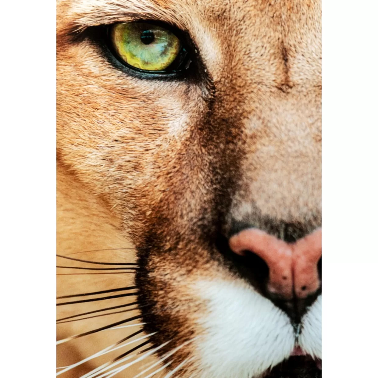 KARE Design Bilder | Glasbild Lioness 150X100Cm