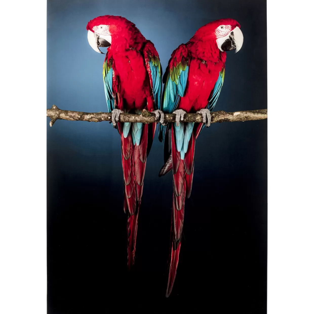 KARE Design Bilder | Glasbild Twin Parrot 80X120Cm
