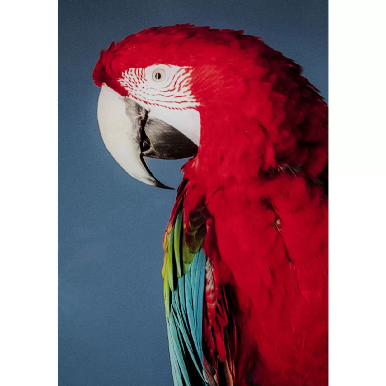 KARE Design Bilder | Glasbild Twin Parrot 80X120Cm